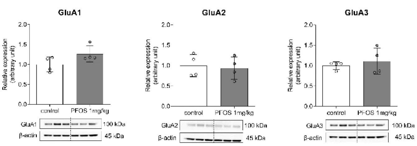 Figure 6. Western blot analysis of expression levels of α-amino-3-hydroxy-5-methyl-4-isoxazole  propionic acid (AMPA) receptor subunits GluA1, GluA2, and GluA3 in the hippocampus of  PF-1 and control groups