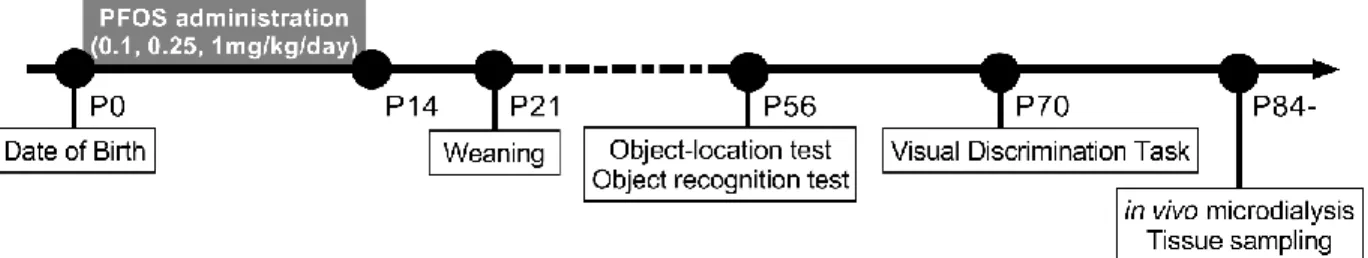 Figure  1.  Schematic  drawing  of  the  experimental  design. The  experimental  group  dams  were 