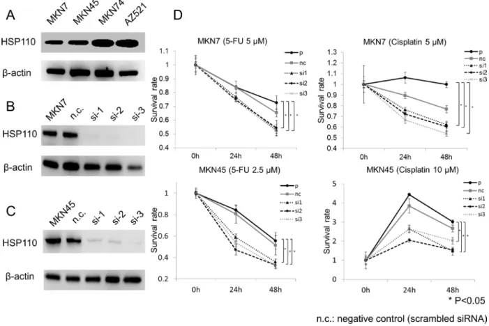 Figure  4:  Functional  analysis  of  human  gastric  cancer  cell  lines  treated  with  HSP110  siRNA