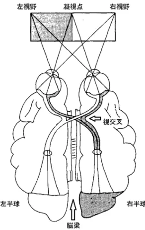 図 1-5.   視覚神経伝達経路（ Cohen, 1983 ）