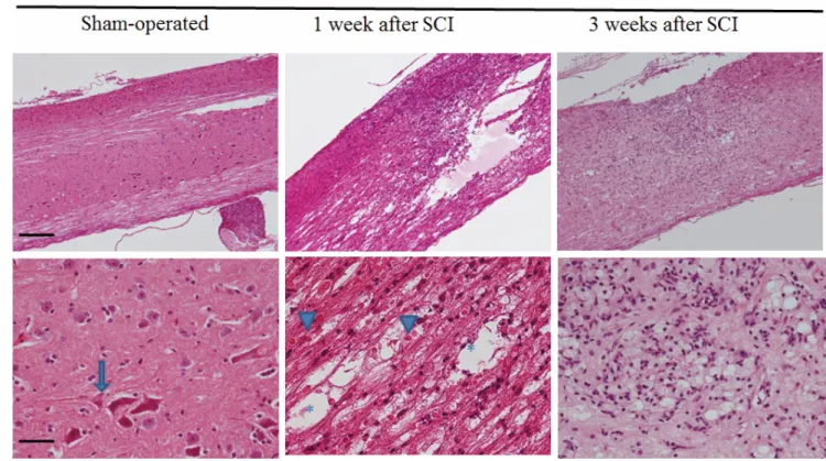 Fig. 4. Cavity and bleeding at 1 week and 3 weeks after mild SCI 