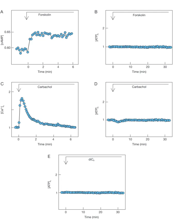 Fig. 2  Effect of forskolin, carbachol and diC 8