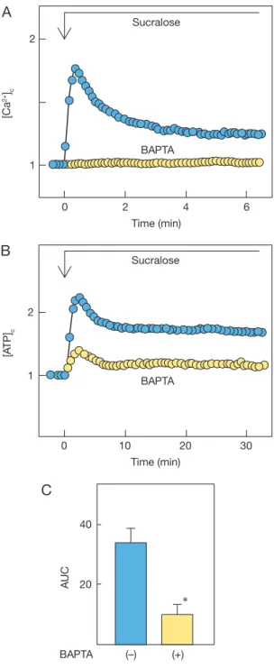 Fig. 4  Effect of BAPTA-loading on sucralose-induced changes  in [Ca 2+ ] c  and [ATP] c   