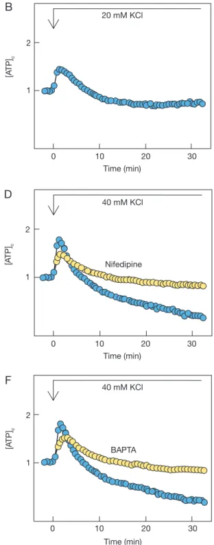 Fig. 6  Effect of potassium chloride on [Ca 2+ ] c  and [ATP] c