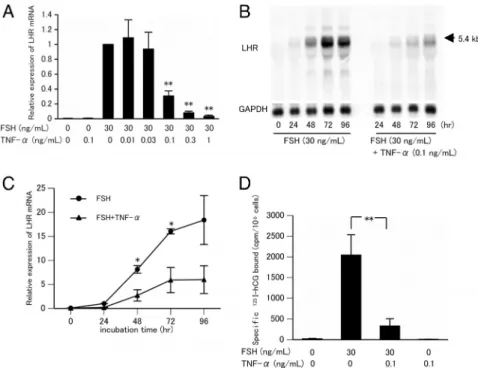 Figure 1. Effect of TNF- ␣ on FSH-induced LHR mRNA and LHR expression in rat GCs. A, GCs from DES-primed immature rats were cultured for 24 hours