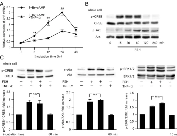 Figure 2. Effect of TNF-␣ on 8-Br-cAMP-induced LHR mRNA expression and on FSH-induced CREB, Akt, and ERK1/2 phosphorylation in rat GCs.