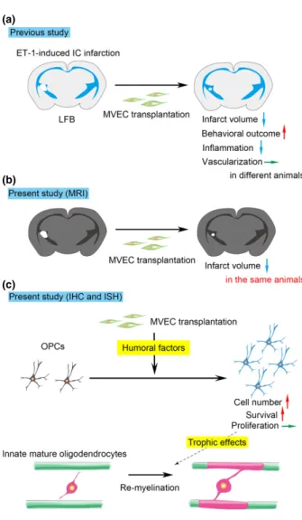 Fig. 7 Graphical summary of our previous and present studies. (a) Our previous study. Microvascular endothelial cell (MVEC)  transplan-tation reduced the volume of endothelin-1 (ET-1)-induced internal capsule (IC) infarction, improved the behavioral outcom