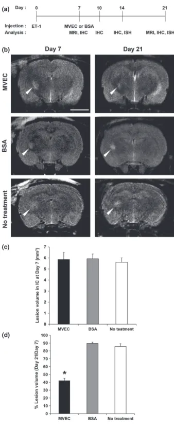 Fig. 2 Experimental designs and analyses of the change in the lesion volume in the internal capsule (IC) measured by magnetic resonance (MR) imaging