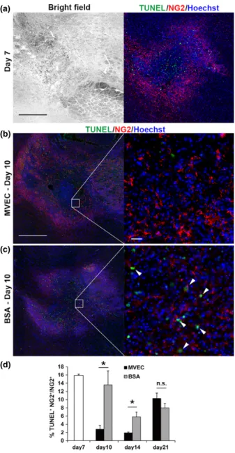 Fig. 5 Microvascular endothelial cell (MVEC) transplantation reduced apoptotic cell death of oligodendrocyte precursor cells (OPCs)