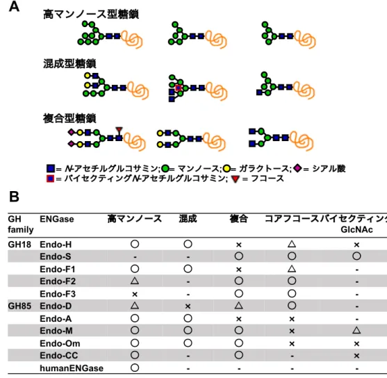 Figure 1-1. ENGase の基質特異性（A）代表的な N -型糖鎖の構造;（B）種々の ENGase の 基質特異性の違い教授      ENGase の基質特異性は、還元末端部分をピリジルアミノ基（PA）や同位体元素、蛍光基 などでラベル化した糖鎖を用いて、ENGase により加水分解されるかを HPLC で確認する 方法や糖タンパク質を ENGase で処理した後に、切り出された糖鎖の構造を解析し、基質と した糖鎖構造を特定することで調べられている[15-17]。しかし、全ての酵素を同一条件