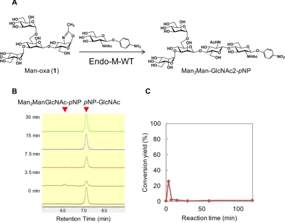 Figure  2-12.  4 糖オキサゾリン誘導体を用いた糖転移反応  (A)  Man-oxa  1 を用いた糖転移 反応のスキーム,  反応条件: 6 mM Man-oxa ( 1 ), 2 mM  p NP-GlcNAc, Endo-M-WT (10  µ g),  220 mM  リン酸バッファー  (pH7, 20  µ L), 30  C; (B) HPLC による転移反応の追跡,  分析 条件:  YMC-Pack  Diol-60  (YMC.Co.,Ltd.,  300  x  4.6