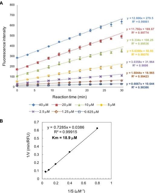 Figure 4-8. 5 糖プローブ 44 の Endo-M に対する Km 値の算出. (A)  反応条件: 5 糖プロー ブ 44  (0.625, 1.25, 2.5, 5, 10, 20, 40  µ M) ,  リン酸バッファー  (40 mM, pH 6, 50  µ L),  Endo-M (0.5 ng), 37  C; (B) Km 値算出のためのラインウィーバーバークプロット.             