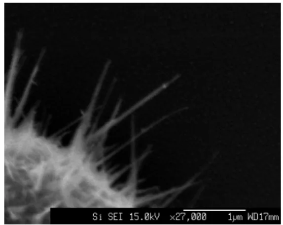 Fig. 4.1 、 Fig. 4.2 の条件で、ガス流量を 150 sccm に変化させた試料の SEM 画像が Fig. 4.4 である。バルクからワイヤーの成長が見られ、径は ~30 nm 、長さは ~1.5  µ m であり、ガス流 量 50 sccm の Fig