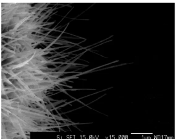 Fig.  4.1 、 Fig.  4.2 の条件で金の膜厚を 30  Å に変化させた試料の SEM 画像が Fig.  4.6 であ る。 こちらもバルクからワイヤーの成長が見られた。 ワイヤーは径が ~70 nm 、 長さが ~3.2  µ m で、金の膜厚 15  Å の Fig