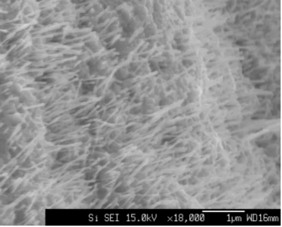 Fig. 4.8 SEM 画像