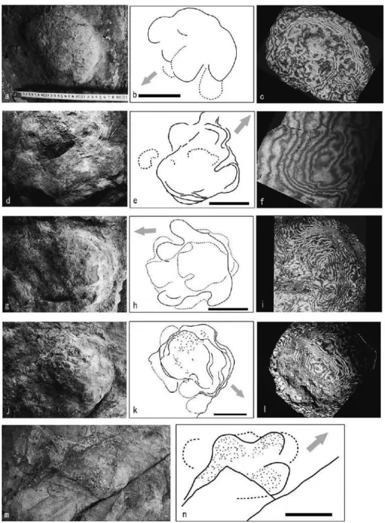 Fig. 9. Morphology of typical footprints in locality 1. Moire image photos are reversed for comparison with the plan view  outcrop photos