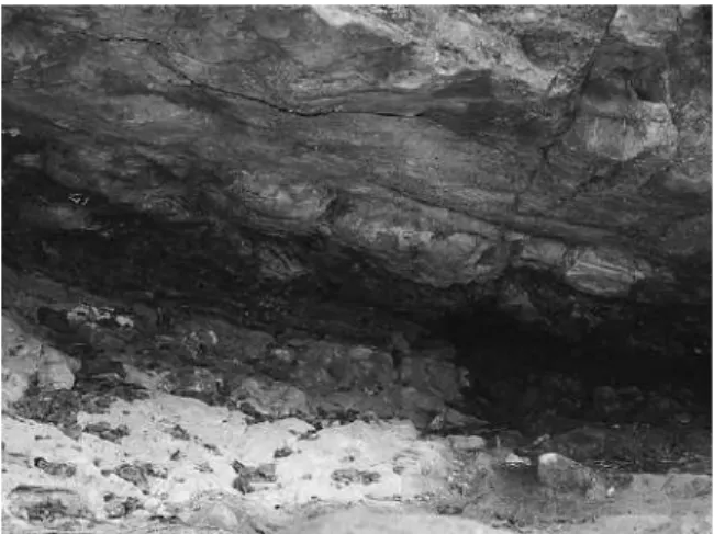 Fig. 6. The mode of occurrence of the footprint casts exposed  on  the  lower  bedding  surface  of  unit  IV,  locality  1