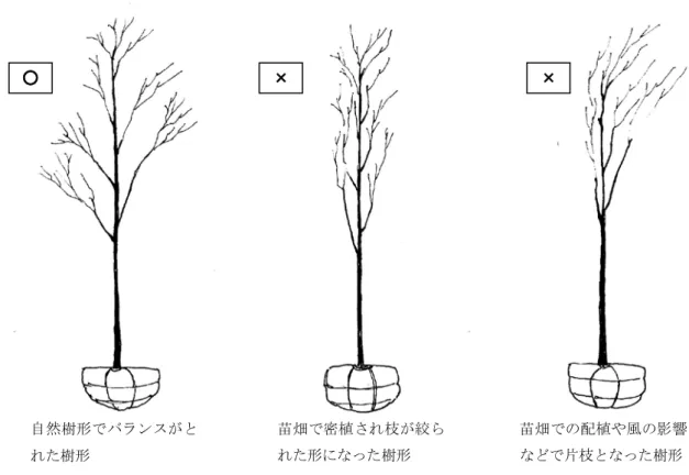 図  4-5  バランスのとれた樹形と使用を控えるべき樹形の模式図  図  4-6  バランスのとれた樹形と幹が斜上した樹形の模式図自然樹形でバランスがとれた樹形苗畑で密植され枝が絞られた形になった樹形 苗畑での配植や風の影響などで片枝となった樹形○ × × 自然樹形でバランスがとれた樹形苗畑で雪圧や卓越風の影響を受け斜上した樹形○ × 
