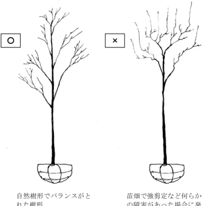 図  4-7  バランスのとれた樹形と徒長的な樹形の模式図  図  4-8  バランスのとれた樹形と下枝が枯れ上がった樹形の模式図 自然樹形でバランスがとれた樹形苗畑で強剪定など何らかの障害があった場合に発生する徒長的な樹形○ × 自然樹形でバランスがとれた樹形苗畑で密植されていた場合などに発生する下枝が枯れ上がった樹形○ × 