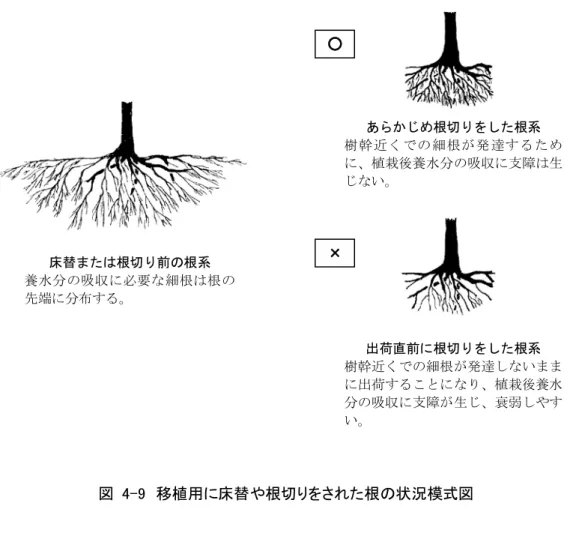 図  4-9  移植用に床替や根切りをされた根の状況模式図 床替または根切り前の根系 養水分の吸収に必要な細根は根の先端に分布する。 出荷直前に根切りをした根系 樹幹近くでの細根が発達しないままに出荷することになり、植栽後養水分の吸収に支障が生じ、衰弱しやすい。あらかじめ根切りをした根系 樹幹近くでの細根が発達するために、植栽後養水分の吸収に支障は生じない。○ × 