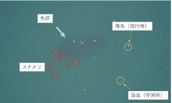 図 1 スナメリ動画のサンプル画像．