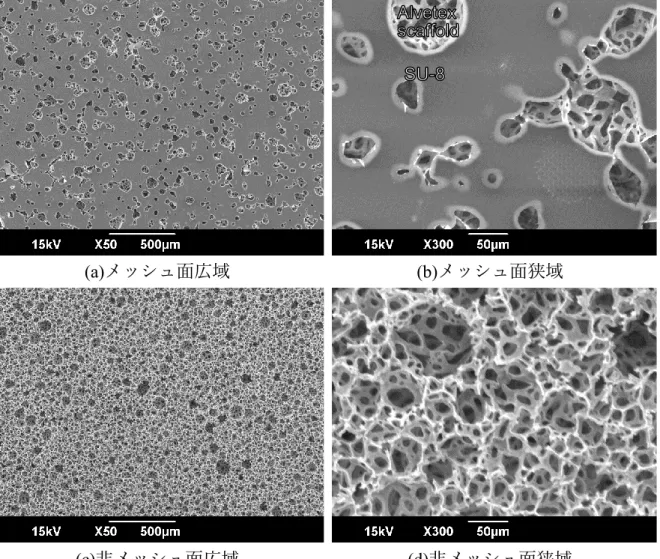 図 3-4 60 mJ/cm 2 で露光したメッシュ構造の SEM 画像 