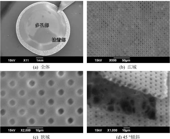 図 3-10  単層成膜により作製した多孔メンブレン集積スカフォールドの SEM 画