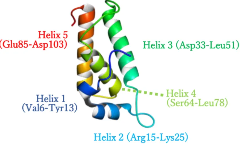 図 2.7  Mu ファージのネックサブユニットである gp36H の立体構造（PDB ID: 5YDN） 