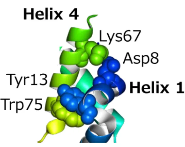 図 2.8  Helix 1 と Helix 4 の相互作用  図 2.9  Helix 2 と Helix 3 の相互作用 