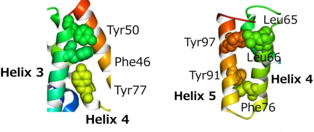 図 2.12  Helix 5 で塩橋を形成している残基側鎖 