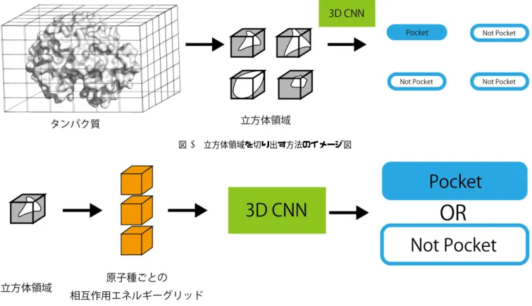 図 1 立方体領域を切り出す方法のイメージ図 図 2 CNN への入力と出力のイメージ図 トを生成した手順は以下の通りである． ( 1 ) Astex Diverse データセットに含まれる 85 個のタンパ ク質を， 5 つのサブセットに 17 個ずつランダムに振り 分ける． ( 2 ) それぞれのタンパク質に対して，各タンパク質から立 方体領域を切り出し，データの生成を行う． ( 3 ) 正例と負例の数を均一化させるため，各サブセットに おいて正例に対してリサンプリングを行う． ( 4 ) 以上の手順を