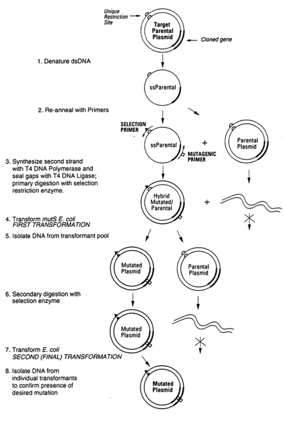 図 5-2.4   Transformer Site-Directed Mutagenesis Kit による突然変異誘発の方法。