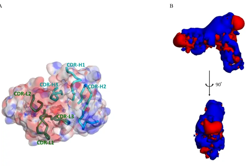 Fig. 5  A Fv complementarity determining region (CDR)  A