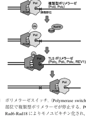 図 1 ポリメラーゼスイッチ.（Polymerase switch.）損傷 部位で複製型ポリメラーゼが停止する. PCNA は Rad6-Rad18 によりモノユビキチン化され,  複製型 ポリメラーゼは TLS ポリメラーゼに交換される
