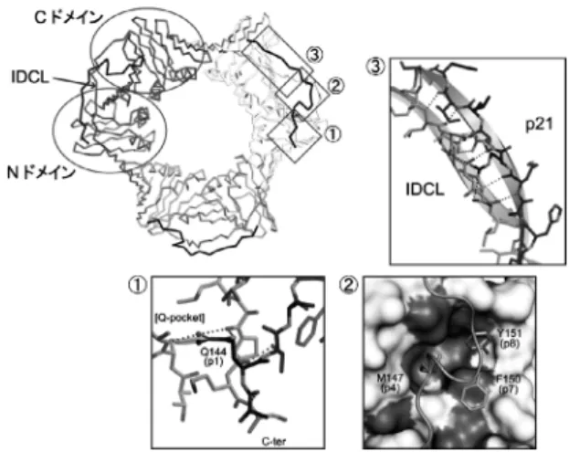 図 3 PCNA-p21 ペプチド複合体の結晶構造.（Crystal structure of PCNA-p21 peptide complex.）PCNA は 3 量体を形成する