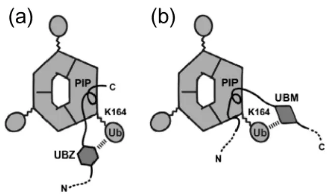 図 8 K164 ユビキチン化 PCNA と Polη , Pol κ（a） , Pol ι