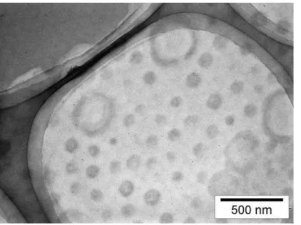Fig. 2-25 7.5PMAA3CS の形態変化（空気中 260 ℃）