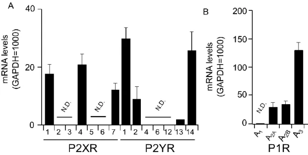 Fig. 2. Expression of purinoceptor mRNA in BMMC. P2 (A) and P1 (B) receptor mRNA  levels in BMMC were analyzed by real-time PCR