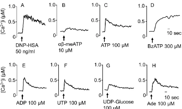 Fig. 3. Effects of purinoceptor agonists on intracellular calcium concentration ([Ca 2+ ]i) in  BMMC