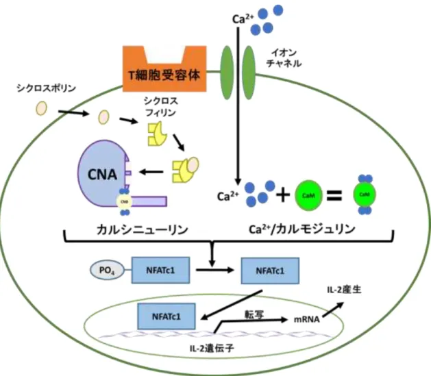 図 1 カルシニューリンを介した IL-2 mRNA 発現と免疫抑制剤の作用機構（参考文献 24 を改変） 