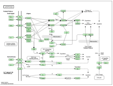 Fig. 2 An example of a PPI network matrix obtained from apotosis PPI network.