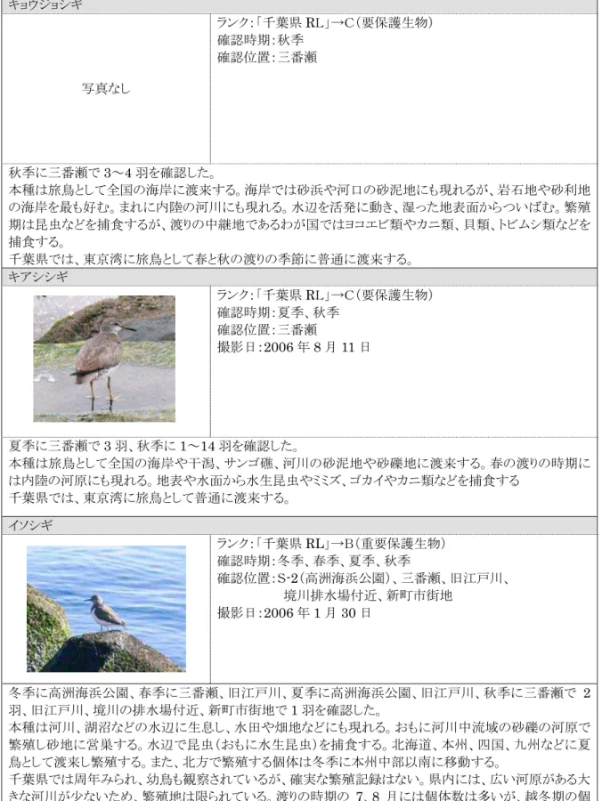 表 3.2-8 注目すべき種（鳥類）確認状況（7/14）  キョウジョシギ  写真なし  ランク：「千葉県 RＬ」→Ｃ（要保護生物） 確認時期：秋季 確認位置：三番瀬  秋季に三番瀬で 3∼4 羽を確認した。  本種は旅鳥として全国の海岸に渡来する。海岸では砂浜や河口の砂泥地にも現れるが、岩石地や砂利地 の海岸を最も好む。まれに内陸の河川にも現れる。水辺を活発に動き、湿った地表面からついばむ。繁殖 期は昆虫などを捕食するが、渡りの中継地であるわが国ではヨコエビ類やカニ類、貝類、トビムシ類などを 捕食する。 