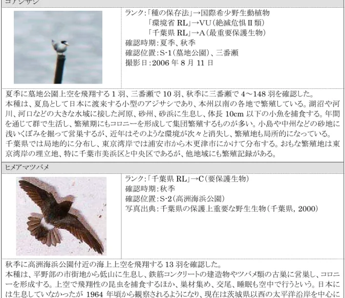 表 3.2-8 注目すべき種（鳥類）確認状況（9/14）  コアジサシ   ランク：「種の保存法」→国際希少野生動植物  「環境省 RL」→ＶＵ（絶滅危惧Ⅱ類）  「千葉県 RL」→Ａ（最重要保護生物）  確認時期：夏季、秋季  確認位置：Ｓ-1（墓地公園）、三番瀬  撮影日：2006 年 8 月 11 日  夏季に墓地公園上空を飛翔する 1 羽、三番瀬で 10 羽、秋季に三番瀬で 4∼148 羽を確認した。  本種は、夏鳥として日本に渡来する小型のアジサシであり、本州以南の各地で繁殖している。湖沼や河 川