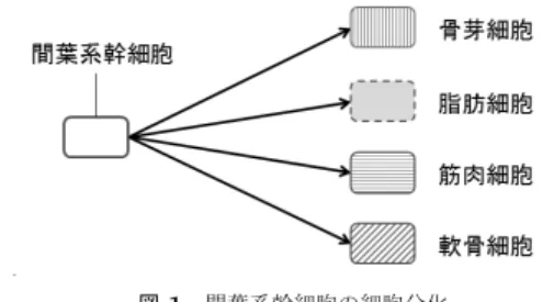 Fig. 1 Cell diﬀerentiations of the mesenchymal stem cell.