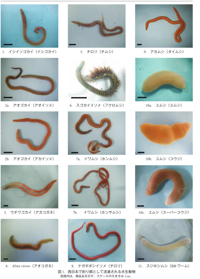 図 1 ．西日本で釣り餌として流通される水生動物 括弧内は，商品名を示す。スケールの大きさは 1cm 。1. イシイソゴカイ（イシゴカイ）2a. アオゴカイ（アオイソメ）2b. アオゴカイ（アカイソメ）3. ウチワゴカイ（アカコガネ）4. Alitta virens（アオコガネ）5. チロリ（チムシ）6. スゴカイイソメ（フクロムシ）7a. イワムシ（ホンムシ）7b． イワムシ（ホンサムシ）8. ナガギボシイソメ（チロリ） 9