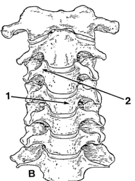 Fig.  10.  Diagram  to  show  the  observed  main  (No.  1)  and  secondary  (No.  2)  cut  lines  which  are  drawn  on  the  anterior  aspect  of  the  cervical  vertebrae  in  the  case  of  male  B.