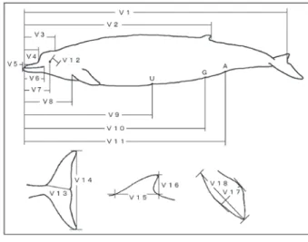 図 2. ツチクジラ外部形態の計測部