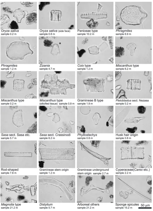 Fig. 5 　Micro-photographs of the phytolith morphotypes distinguished in this study.