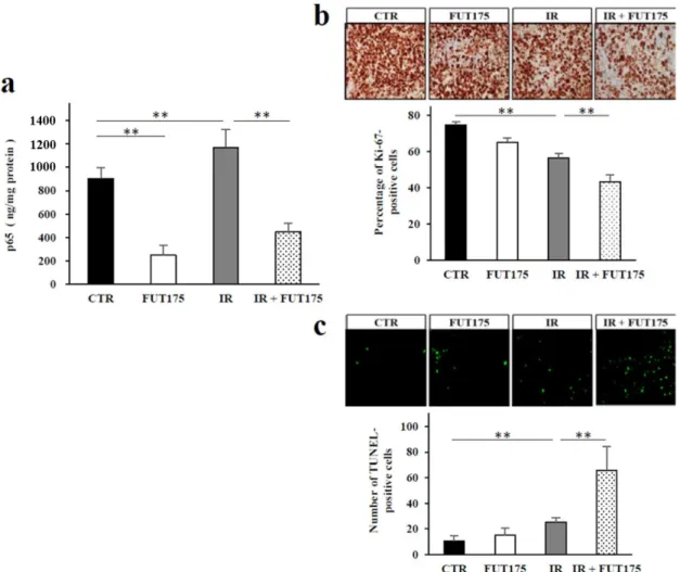 Figure  4.  Nuclear  factor  kappa  B  (NF-κB)  activity  and  immunohistochemical  analysis  of  cell  proliferation and apoptosis  in vivo