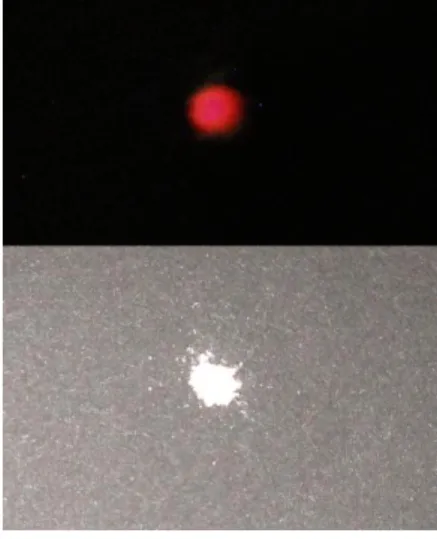 Figure 5.1  発光の様子  Figure 5.2 SEM 観察結果 